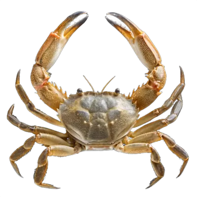 Imagen PNG para descargar